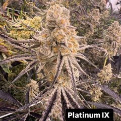 Platinum IX Feminized Seeds