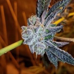 Platinum Purple Candy Feminized Seeds