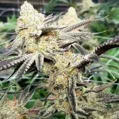 Platinum Scout V2 Feminized Seeds