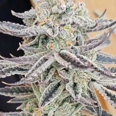 Platinum Zushi Feminized Seeds