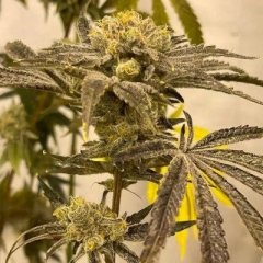 Platinumz Feminized Seeds