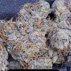 Velvet Smoothie Feminized Seeds