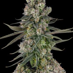 Glue Lotus Feminized Seeds