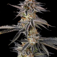 JAHrassic Feminized Seeds