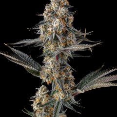 La Llorona Feminized Seeds