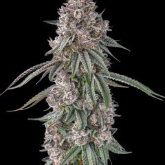 Lemon Chain Feminized Seeds