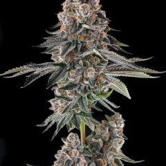 Mailbox Money Feminized Seeds