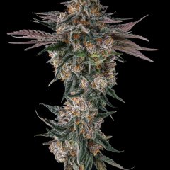 Orange Moon Feminized Seeds