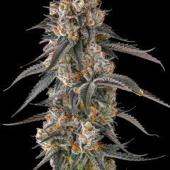 Solazo Feminized Seeds