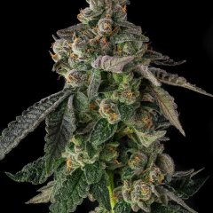 Wokstar Feminized Seeds