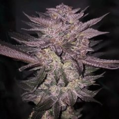 Atomic Fuego R1 Feminized Seeds