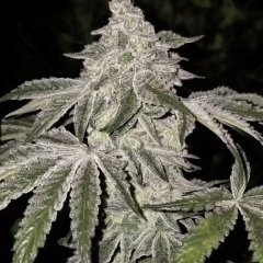 Atomic Leisure R1 Feminized Seeds