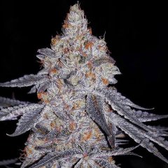 Banana Daddy R1 Feminized Seeds