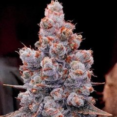 Banana Jealousy RF3 Auto Feminized Seeds