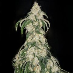 Big Fat N' Fruity Feminized Seeds