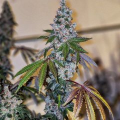Cherry Pie OG S1 Feminized Seeds