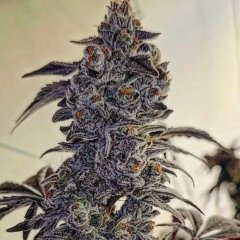 Fuego'z R1 Feminized Seeds