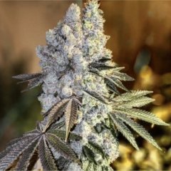 Gen 1 Duet Mix Pack Fast Feminized Seeds