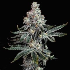 Grandpa's Cookies R2 V1 Feminized Seeds