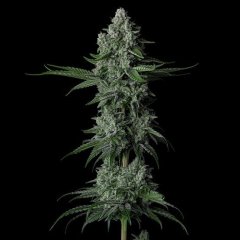 Grandpa's Stash R2 Feminized Seeds