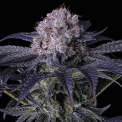Grape Balls of Fire RBx Feminized Seeds