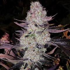 Grape Diamonds R2 Feminized Seeds