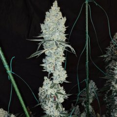 Lemon Cherry Pie R1 Feminized Seeds