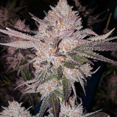 OG Kush Auto Feminized Seeds
