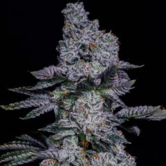 Pineapple Runtz Auto Feminized Seeds