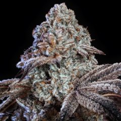 Psy-Op R1 Feminized Seeds