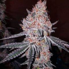 Strawberry Cookies OG R1 Feminized Seeds