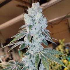 Voilà Auto RBX5 Feminized Seeds