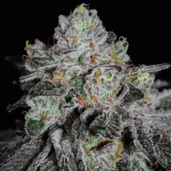 Wrank R2 Feminized Seeds