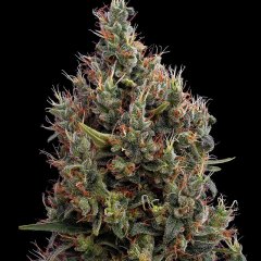 Big Bang Auto Feminized Seeds