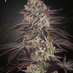 Biscotti Auto Feminized Seeds