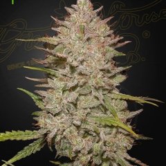 Chemical Candy Auto Feminized Seeds