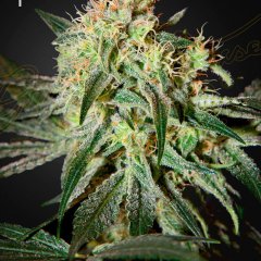 Damn Sour Feminized Seeds