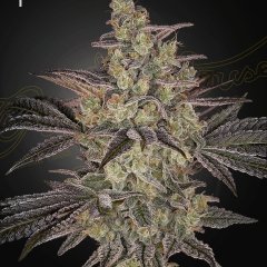 Frosted Guava Auto Feminized Seeds