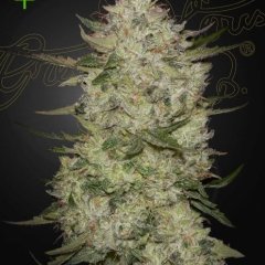 Highcloudz Auto Feminized Seeds