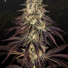Kong's Krush Feminized Seeds