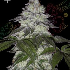 Milky Dreams Feminized Seeds