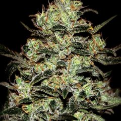 Moby Dick Feminized Seeds