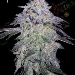 Nori Cake Feminized Seeds