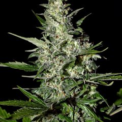Super Critical Auto Feminized Seeds