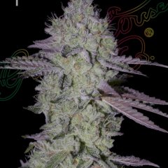 Tarte Tatin Feminized Seeds