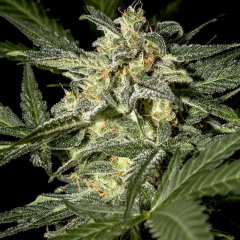 White Widow Auto Feminized Seeds
