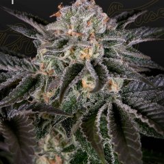 Wonder Pie Feminized Seeds