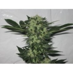 818 Headband Aka Sour OG Feminized Seeds