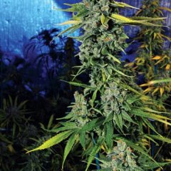 Blue Dream Haze Feminized Seeds