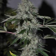 Chem 4 OG Feminized Seeds